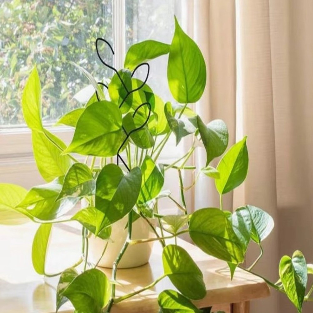 Iron Plant Climbing Frame Vert - Bonsai Vertical Garden recension och pris